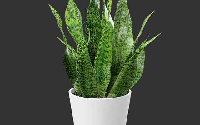 魔行网分享：Octane渲染写实盆栽草本植物C4D工程文件