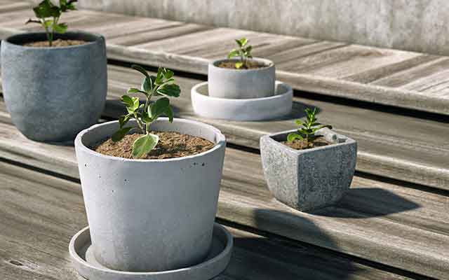 免费分享：Octane写实盆栽植物C4D工程文件