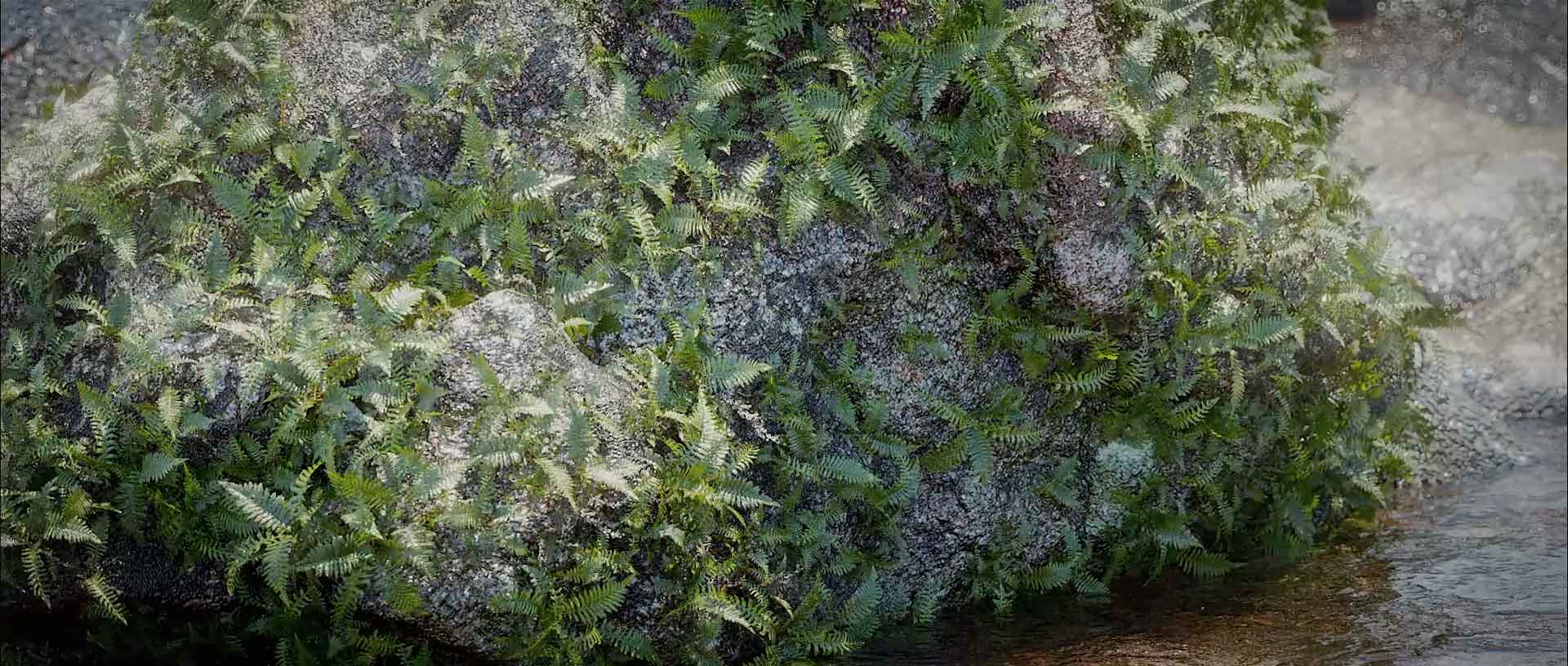 魔行网分享：Octane引擎下的植物生长动态工程文件（含石头草地场景）